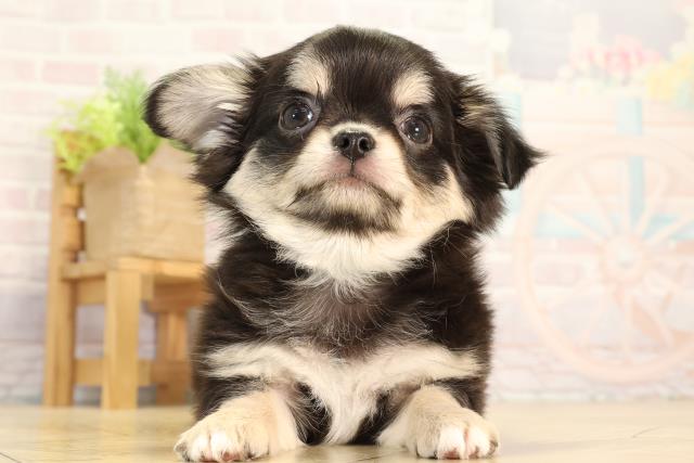 三重県のチワワ(ロング) (Coo&RIKU四日市店/2026年2月15日生まれ/男の子/ブラックタン)の子犬の1枚目の画像