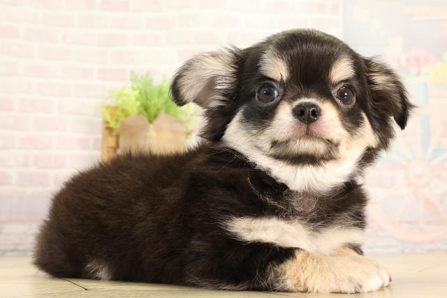 三重県のチワワ(ロング) (Coo&RIKU四日市店/2026年2月15日生まれ/男の子/ブラックタン)の子犬の2枚目の画像