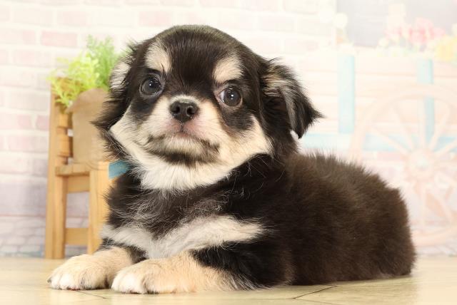 三重県のチワワ(ロング) (Coo&RIKU四日市店/2026年2月15日生まれ/男の子/ブラックタン)の子犬の3枚目の画像