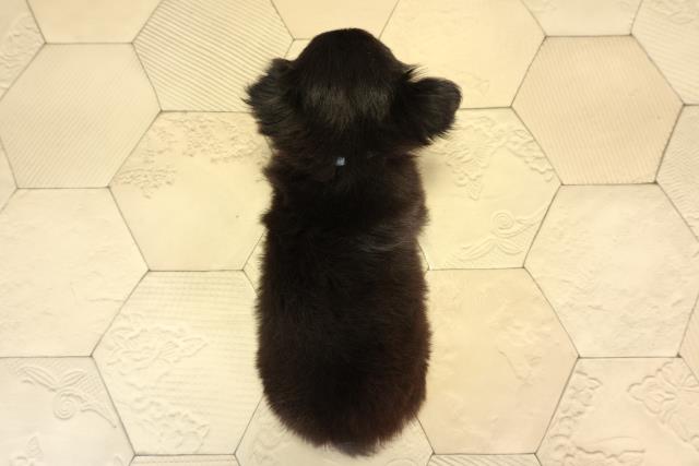 三重県のチワワ(ロング) (Coo&RIKU四日市店/2026年2月15日生まれ/男の子/ブラックタン)の子犬の4枚目の画像