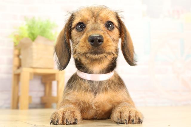 ミニチュア・ダックスフンド(ワイヤーヘアー)