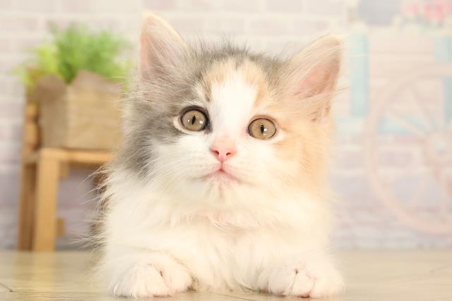 愛知県のノルウェージャンフォレストキャット (Coo&RIKU岡崎店/2026年2月13日生まれ/女の子/ブルーパッチドタビーホワイト)の子猫の1枚目の画像