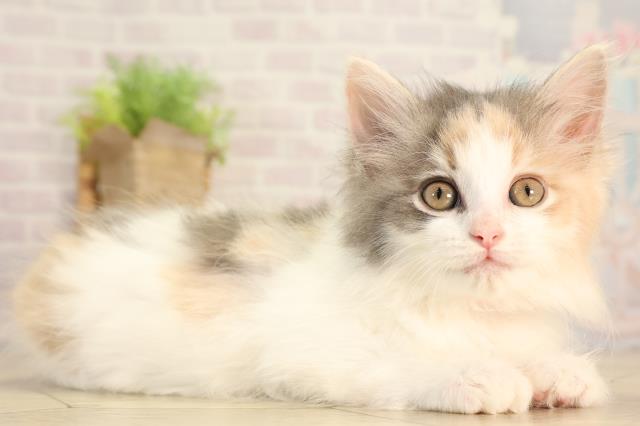 愛知県のノルウェージャンフォレストキャット (Coo&RIKU岡崎店/2026年2月13日生まれ/女の子/ブルーパッチドタビーホワイト)の子猫の2枚目の画像