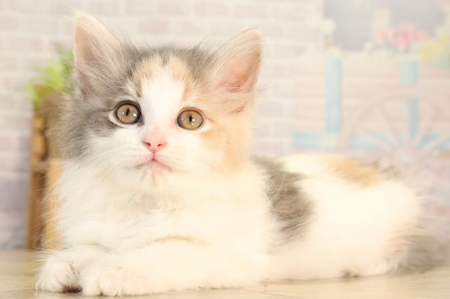 愛知県のノルウェージャンフォレストキャット (Coo&RIKU岡崎店/2026年2月13日生まれ/女の子/ブルーパッチドタビーホワイト)の子猫の3枚目の画像