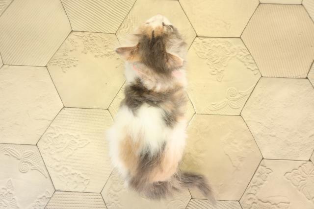 愛知県のノルウェージャンフォレストキャット (Coo&RIKU岡崎店/2026年2月13日生まれ/女の子/ブルーパッチドタビーホワイト)の子猫の4枚目の画像