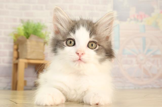 愛知県のノルウェージャンフォレストキャット (Coo&RIKU名古屋中川店/2026年2月13日生まれ/女の子/ブルータビーホワイト)の子猫の1枚目の画像