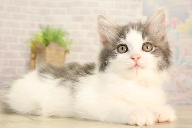 愛知県のノルウェージャンフォレストキャット (Coo&RIKU名古屋中川店/2026年2月13日生まれ/女の子/ブルータビーホワイト)の子猫の2枚目の画像