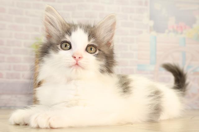 愛知県のノルウェージャンフォレストキャット (Coo&RIKU名古屋中川店/2026年2月13日生まれ/女の子/ブルータビーホワイト)の子猫の3枚目の画像