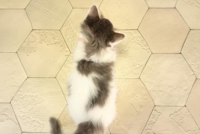 愛知県のノルウェージャンフォレストキャット (Coo&RIKU名古屋中川店/2026年2月13日生まれ/女の子/ブルータビーホワイト)の子猫の4枚目の画像