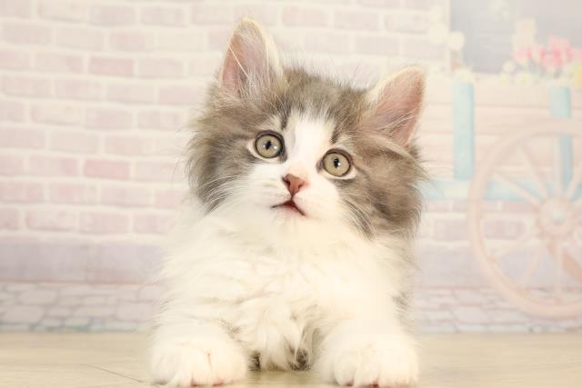 三重県のノルウェージャンフォレストキャット (Coo&RIKU津高茶屋店/2026年2月13日生まれ/男の子/ブルータビーホワイト)の子猫の1枚目の画像