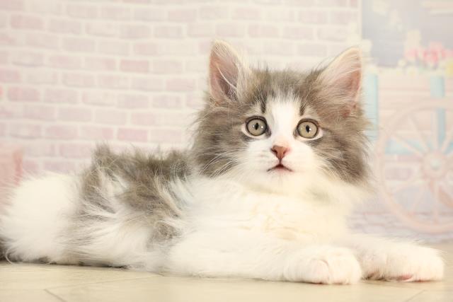 三重県のノルウェージャンフォレストキャット (Coo&RIKU津高茶屋店/2026年2月13日生まれ/男の子/ブルータビーホワイト)の子猫の2枚目の画像