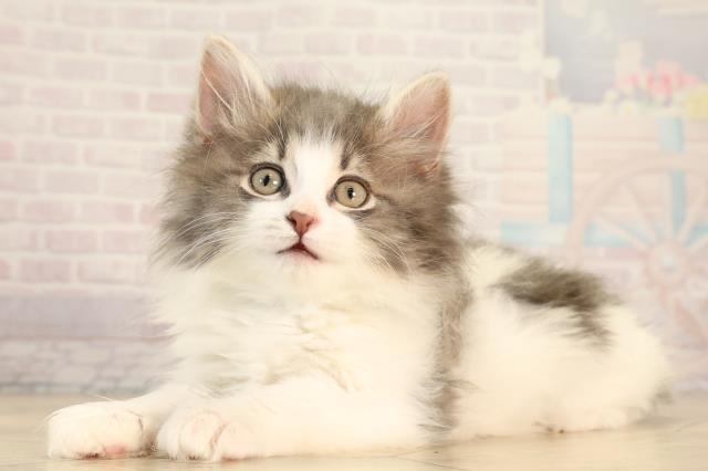 三重県のノルウェージャンフォレストキャット (Coo&RIKU津高茶屋店/2026年2月13日生まれ/男の子/ブルータビーホワイト)の子猫の3枚目の画像