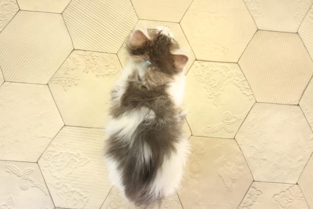 三重県のノルウェージャンフォレストキャット (Coo&RIKU津高茶屋店/2026年2月13日生まれ/男の子/ブルータビーホワイト)の子猫の4枚目の画像