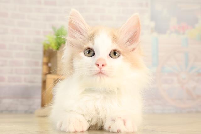 三重県のノルウェージャンフォレストキャット (Coo&RIKU四日市店/2026年2月13日生まれ/男の子/クリームタビーホワイト)の子猫の1枚目の画像