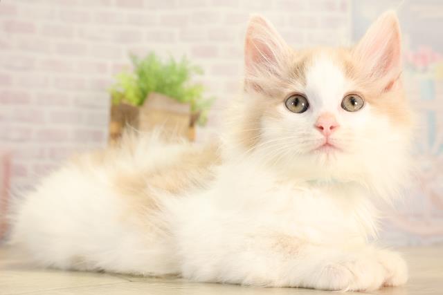 三重県のノルウェージャンフォレストキャット (Coo&RIKU四日市店/2026年2月13日生まれ/男の子/クリームタビーホワイト)の子猫の2枚目の画像