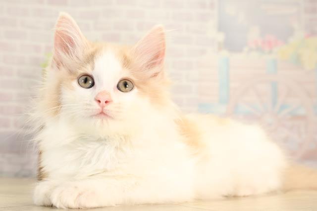 三重県のノルウェージャンフォレストキャット (Coo&RIKU四日市店/2026年2月13日生まれ/男の子/クリームタビーホワイト)の子猫の3枚目の画像