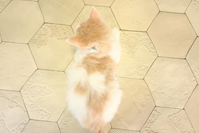 三重県のノルウェージャンフォレストキャット (Coo&RIKU四日市店/2026年2月13日生まれ/男の子/クリームタビーホワイト)の子猫の4枚目の画像