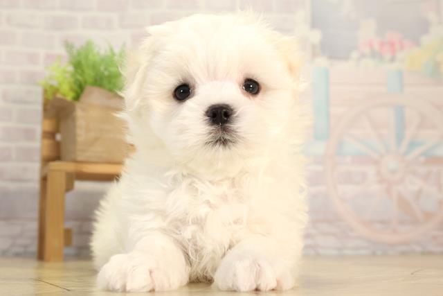 愛知県のマルチーズ (Coo&RIKU半田店/2026年2月14日生まれ/男の子/ホワイト)の子犬