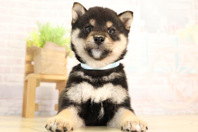 愛知県の豆柴 (Coo&RIKU豊橋店/2026年2月14日生まれ/男の子/黒)の子犬の1枚目の画像