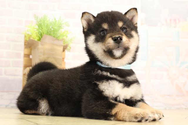 愛知県の豆柴 (Coo&RIKU豊橋店/2026年2月14日生まれ/男の子/黒)の子犬の2枚目の画像