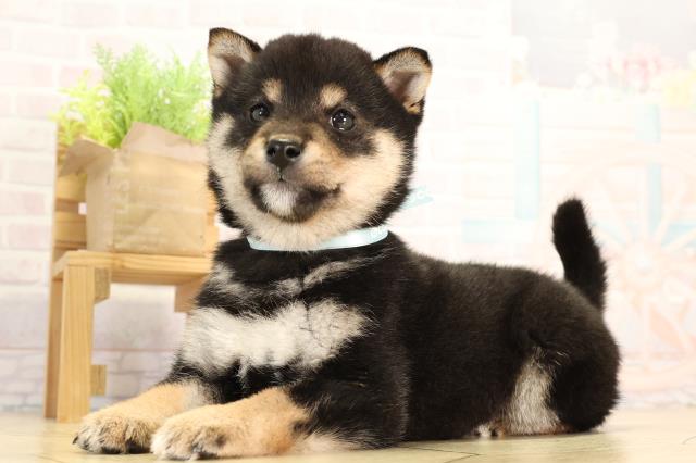 愛知県の豆柴 (Coo&RIKU豊橋店/2026年2月14日生まれ/男の子/黒)の子犬の3枚目の画像