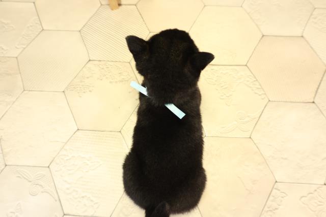 愛知県の豆柴 (Coo&RIKU豊橋店/2026年2月14日生まれ/男の子/黒)の子犬の4枚目の画像