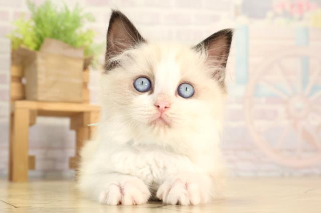 愛知県のラグドール (Coo&RIKU半田店/2026年2月12日生まれ/男の子/シールポイントバイカラー)の子猫の1枚目の画像