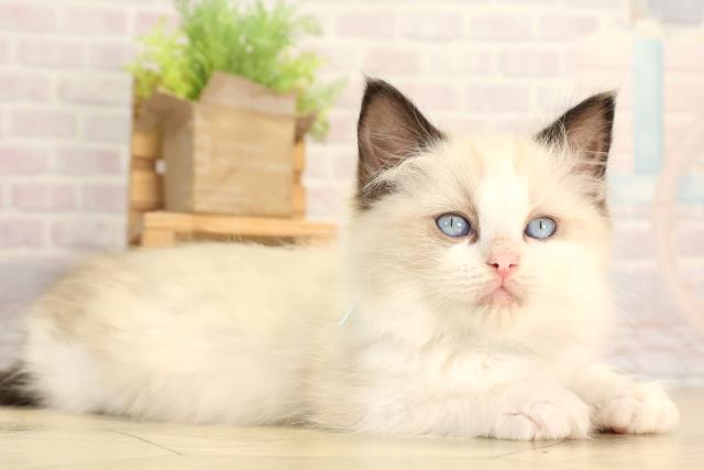 愛知県のラグドール (Coo&RIKU半田店/2026年2月12日生まれ/男の子/シールポイントバイカラー)の子猫の2枚目の画像