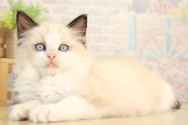 愛知県のラグドール (Coo&RIKU半田店/2026年2月12日生まれ/男の子/シールポイントバイカラー)の子猫の3枚目の画像