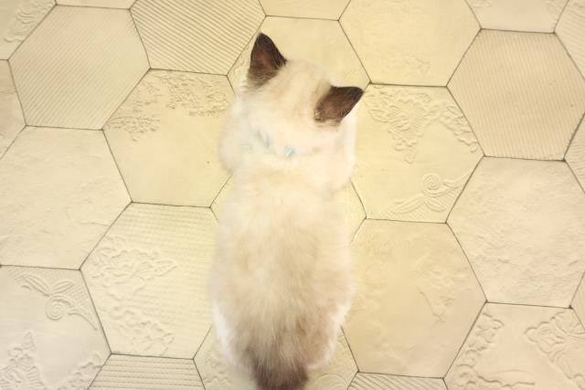 愛知県のラグドール (Coo&RIKU半田店/2026年2月12日生まれ/男の子/シールポイントバイカラー)の子猫の4枚目の画像