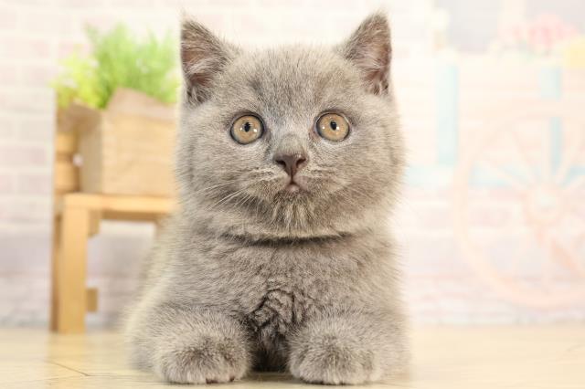 愛知県のブリティッシュショートヘアー (Coo&RIKU半田店/2026年2月11日生まれ/男の子/ブルー)の子猫の1枚目の画像