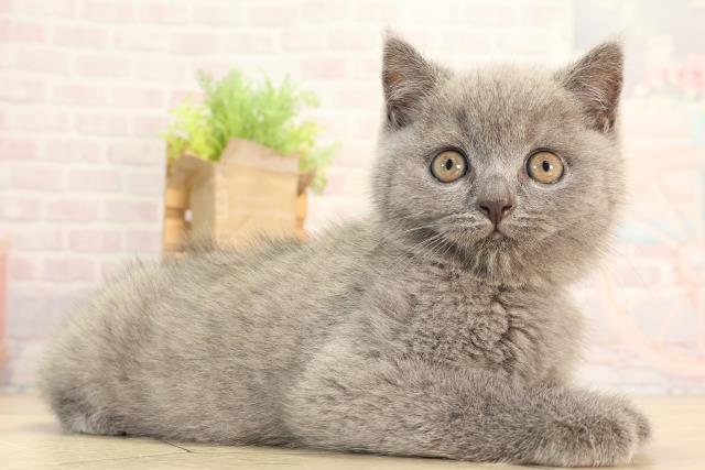 愛知県のブリティッシュショートヘアー (Coo&RIKU半田店/2026年2月11日生まれ/男の子/ブルー)の子猫の2枚目の画像