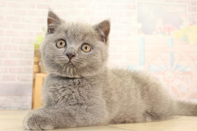 愛知県のブリティッシュショートヘアー (Coo&RIKU半田店/2026年2月11日生まれ/男の子/ブルー)の子猫の3枚目の画像