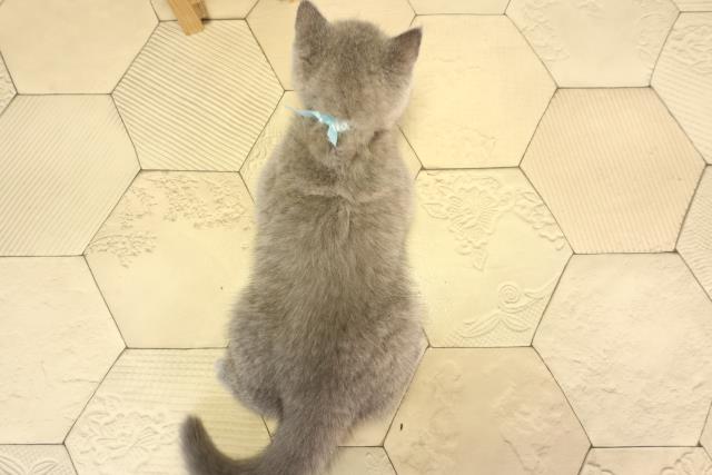 愛知県のブリティッシュショートヘアー (Coo&RIKU半田店/2026年2月11日生まれ/男の子/ブルー)の子猫の4枚目の画像