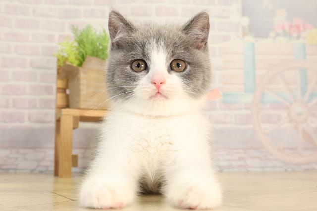 三重県のブリティッシュショートヘアー (Coo&RIKU四日市店/2026年2月11日生まれ/女の子/ブルーホワイト)の子猫の1枚目の画像