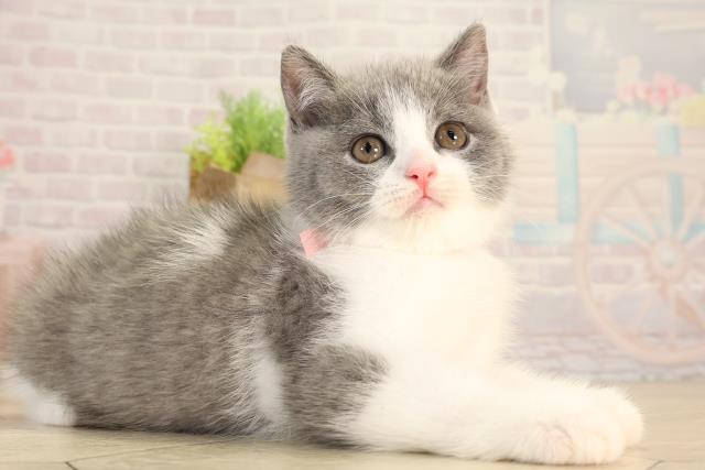 三重県のブリティッシュショートヘアー (Coo&RIKU四日市店/2026年2月11日生まれ/女の子/ブルーホワイト)の子猫の2枚目の画像