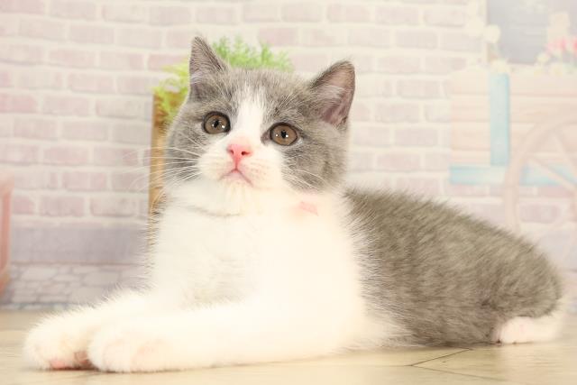 三重県のブリティッシュショートヘアー (Coo&RIKU四日市店/2026年2月11日生まれ/女の子/ブルーホワイト)の子猫の3枚目の画像
