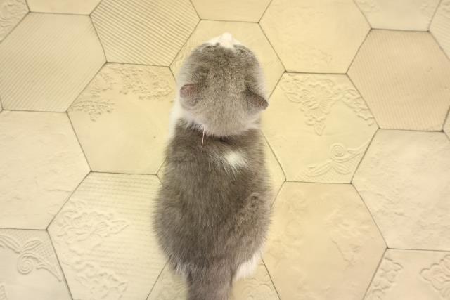 三重県のブリティッシュショートヘアー (Coo&RIKU四日市店/2026年2月11日生まれ/女の子/ブルーホワイト)の子猫の4枚目の画像