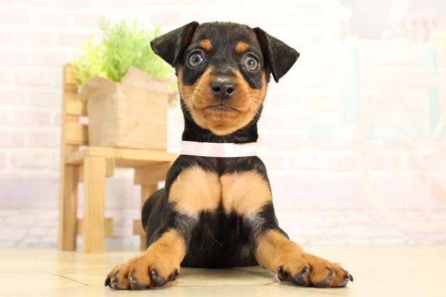 愛知県のミニチュアピンシャー (Coo&RIKU豊田店/2026年2月13日生まれ/女の子/ブラックタン)の子犬の1枚目の画像