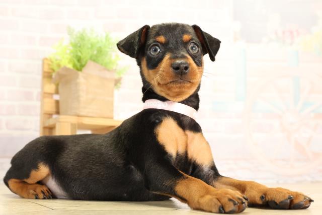 愛知県のミニチュアピンシャー (Coo&RIKU豊田店/2026年2月13日生まれ/女の子/ブラックタン)の子犬の2枚目の画像