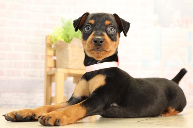 愛知県のミニチュアピンシャー (Coo&RIKU豊田店/2026年2月13日生まれ/女の子/ブラックタン)の子犬の3枚目の画像