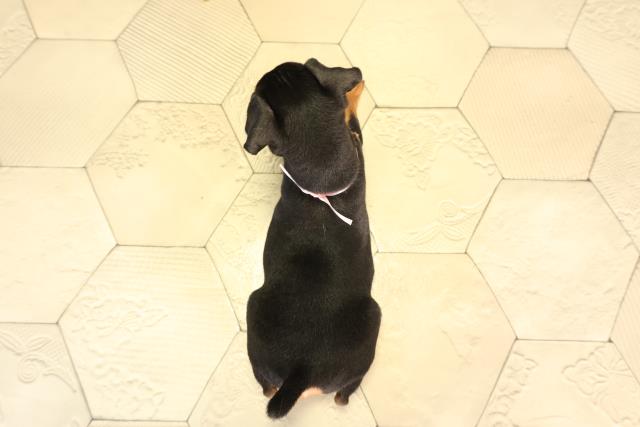 愛知県のミニチュアピンシャー (Coo&RIKU豊田店/2026年2月13日生まれ/女の子/ブラックタン)の子犬の4枚目の画像