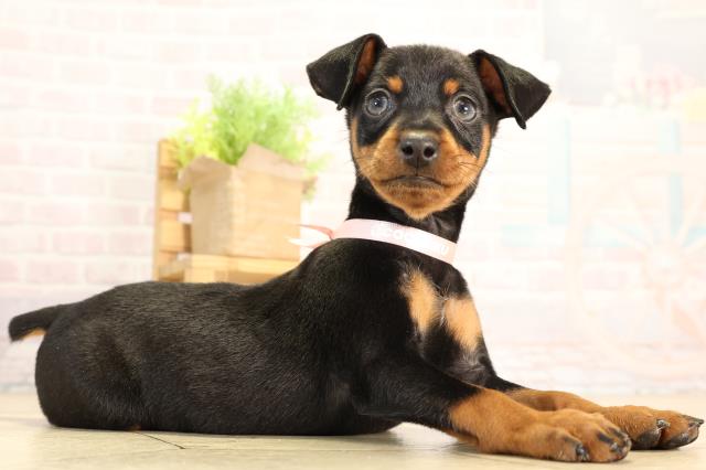 愛知県のミニチュアピンシャー (Coo&RIKU名古屋滝ノ水店/2026年2月13日生まれ/女の子/ブラックタン)の子犬の2枚目の画像