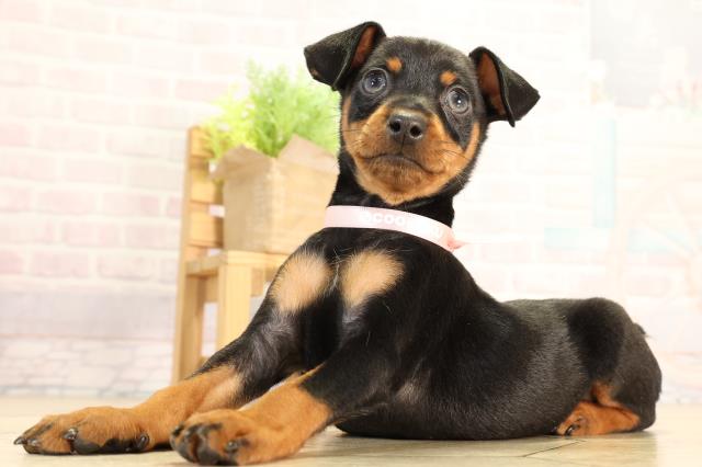 愛知県のミニチュアピンシャー (Coo&RIKU名古屋滝ノ水店/2026年2月13日生まれ/女の子/ブラックタン)の子犬の3枚目の画像