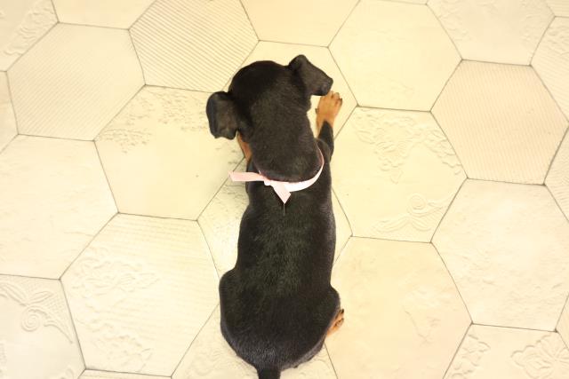 愛知県のミニチュアピンシャー (Coo&RIKU名古屋滝ノ水店/2026年2月13日生まれ/女の子/ブラックタン)の子犬の4枚目の画像