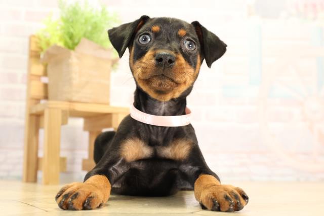 愛知県のミニチュアピンシャー (Coo&RIKU半田店/2026年2月13日生まれ/女の子/ブラックタン)の子犬の1枚目の画像