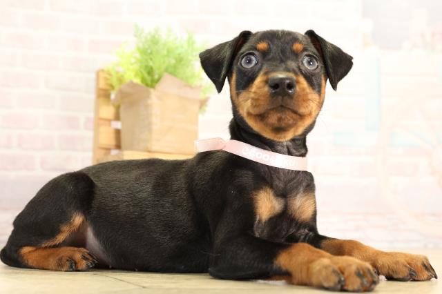 愛知県のミニチュアピンシャー (Coo&RIKU半田店/2026年2月13日生まれ/女の子/ブラックタン)の子犬の2枚目の画像