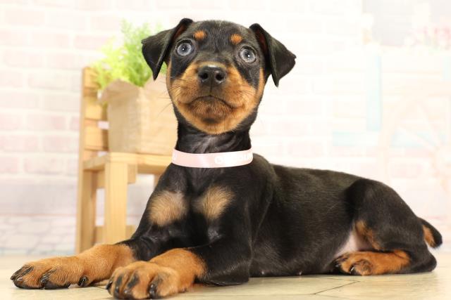 愛知県のミニチュアピンシャー (Coo&RIKU半田店/2026年2月13日生まれ/女の子/ブラックタン)の子犬の3枚目の画像