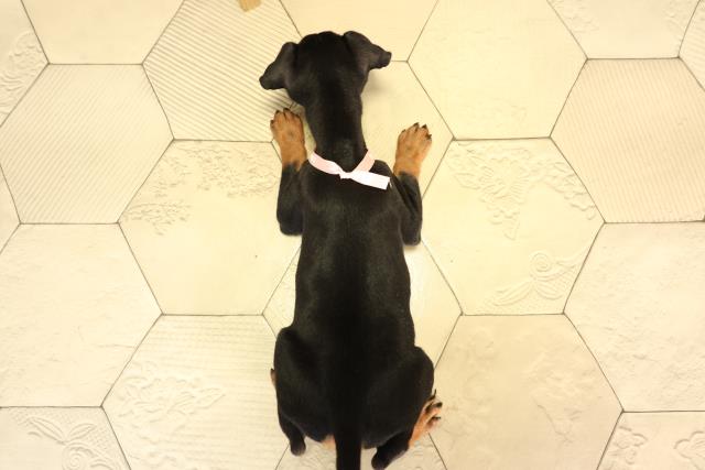 愛知県のミニチュアピンシャー (Coo&RIKU半田店/2026年2月13日生まれ/女の子/ブラックタン)の子犬の4枚目の画像