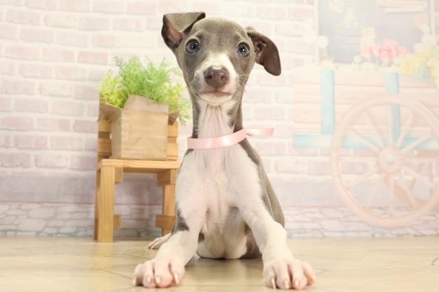 愛知県のイタリアングレーハウンド (Coo&RIKU名古屋滝ノ水店/2026年2月12日生まれ/女の子/ブルー)の子犬の1枚目の画像